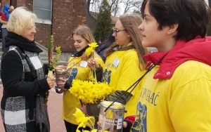  „Święto żółtego żonkila” w Wojkowicach (6)
